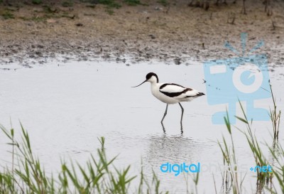 Pied Avocet
(recurvirostra Avosetta) Stock Photo
