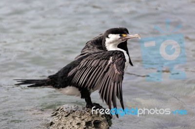 Pied Cormorant (phalacrocorax Varius) Stock Photo