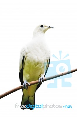 Pied Imperial Pigeon Stock Photo