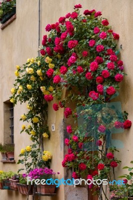 Pienza, Tuscany/italy - May 18 : Roses Around The Door Of A Prop… Stock Photo