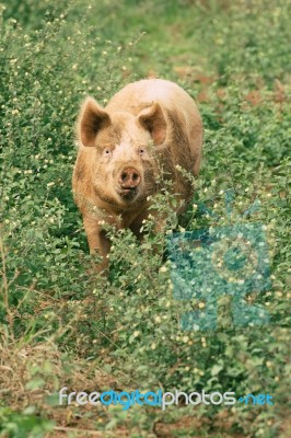 Pig On The Farm Stock Photo