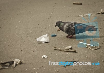 Pigeon And Junk Stock Photo
