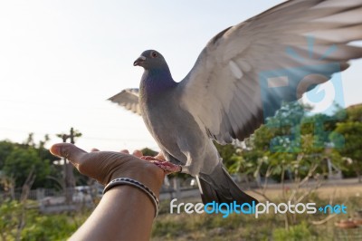 Pigeon Bird Feeding On Human Hand Stock Photo