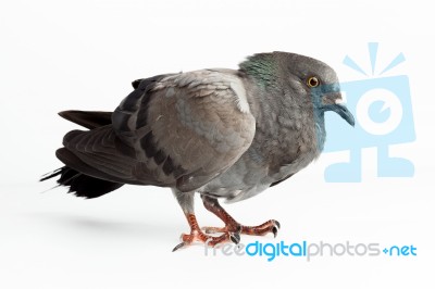 Pigeon Dove Bird Close Up On White Background Beautiful Stock Photo Pigeon Dove Bird Close Up On White Background Beautiful Stock Photo