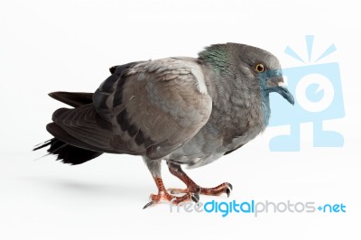 Pigeon Dove Bird Close Up On White Background Beautiful Stock Photo