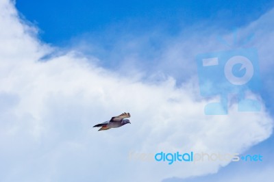 Pigeon Flies In The Blue Sky In A Sunny Day Stock Photo