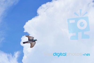 Pigeon Flies In The Blue Sky In A Sunny Day Stock Photo