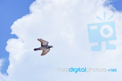 Pigeon Flies In The Blue Sky In A Sunny Day Stock Photo