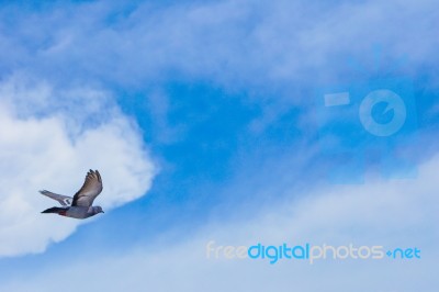 Pigeon Flies In The Blue Sky In A Sunny Day Stock Photo