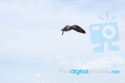 Pigeon Flies In The Blue Sky In A Sunny Day Stock Photo