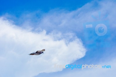 Pigeon Flies In The Blue Sky In A Sunny Day Stock Photo