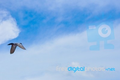 Pigeon Flies In The Blue Sky In A Sunny Day Stock Photo