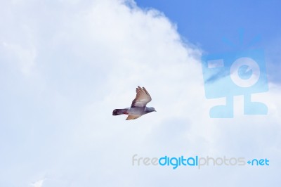 Pigeon Flies In The Blue Sky In A Sunny Day Stock Photo