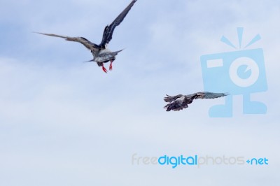 Pigeon Flies In The Blue Sky In A Sunny Day Stock Photo