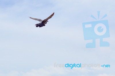 Pigeon Flies In The Blue Sky In A Sunny Day Stock Photo