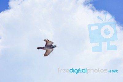 Pigeon Flies In The Blue Sky In A Sunny Day Stock Photo