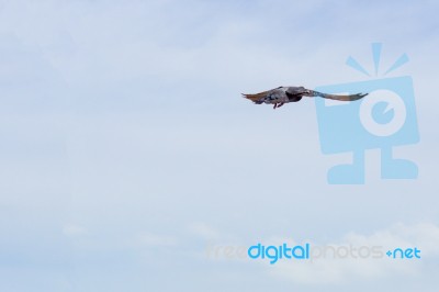 Pigeon Flies In The Blue Sky In A Sunny Day Stock Photo