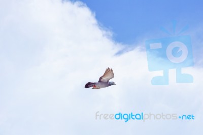 Pigeon Flies In The Blue Sky In A Sunny Day Stock Photo