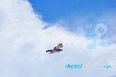 Pigeon Flies In The Blue Sky In A Sunny Day Stock Photo