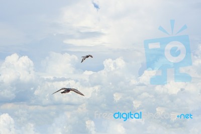 Pigeon Flies In The Blue Sky In A Sunny Day Stock Photo