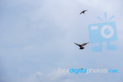 Pigeon Flies In The Blue Sky In A Sunny Day Stock Photo