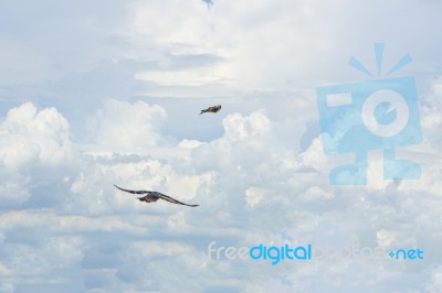 Pigeon Flies In The Blue Sky In A Sunny Day Stock Photo
