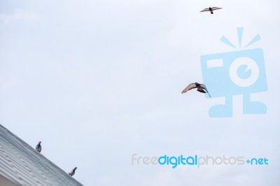 Pigeon Flies In The Blue Sky In A Sunny Day Stock Photo