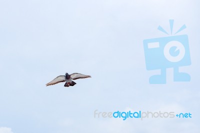 Pigeon Flies In The Blue Sky In A Sunny Day Stock Photo