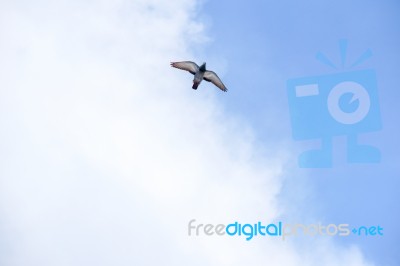 Pigeon Flies In The Blue Sky In A Sunny Day Stock Photo