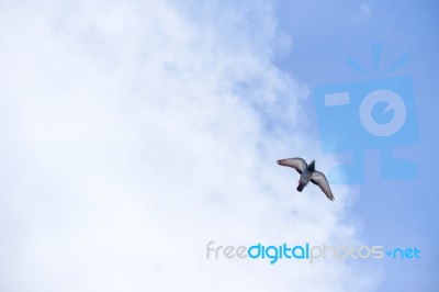 Pigeon Flies In The Blue Sky In A Sunny Day Stock Photo Pigeon Flies In The Blue Sky In A Sunny Day Stock Photo