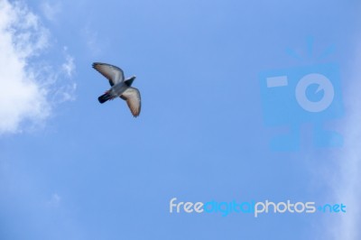 Pigeon Flies In The Blue Sky In A Sunny Day Stock Photo