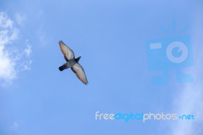 Pigeon Flies In The Blue Sky In A Sunny Day Stock Photo