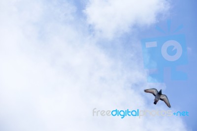 Pigeon Flies In The Blue Sky In A Sunny Day Stock Photo