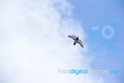 Pigeon Flies In The Blue Sky In A Sunny Day Stock Photo
