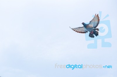 Pigeon Flies In The Blue Sky In A Sunny Day Stock Photo