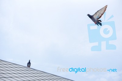 Pigeon Flies In The Blue Sky In A Sunny Day Stock Photo