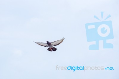 Pigeon Flies In The Blue Sky In A Sunny Day Stock Photo