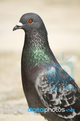 Pigeon Looking Stock Photo