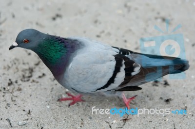 Pigeon On A Beach Sand Stock Photo
