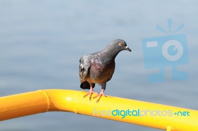 Pigeon Perching On Yellow Metal Bar Stock Photo
