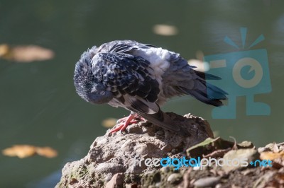 Pigeon Preening Its Feathers Stock Photo