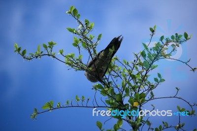 Pigeon Sitting On Tree Branch Stock Photo