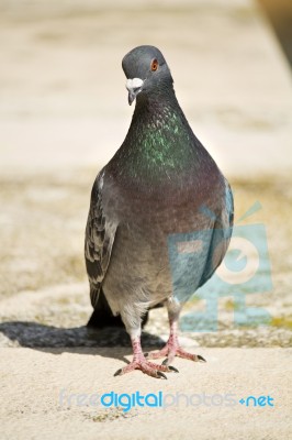 Pigeon Walking Stock Photo