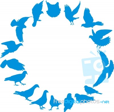 Pigeons In A Circle Stock Image