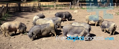 Pigs Stock Photo