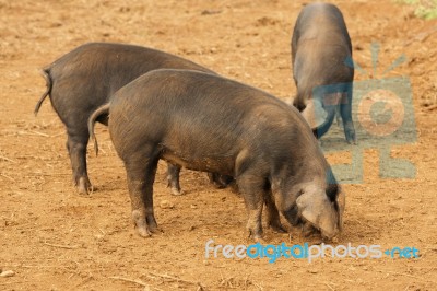 Pigs On The Farm Stock Photo