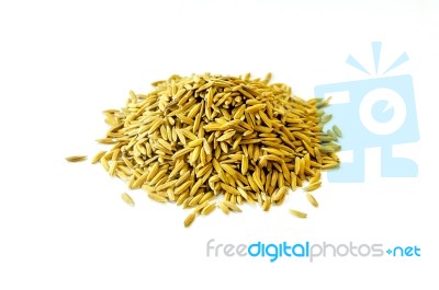 Pile Of Paddy Rice And Rice Seed On The White Background For Isolated Stock Photo