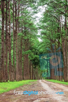 Pine And Roads With Nature Stock Photo