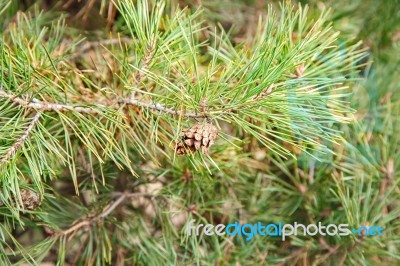 Pine Branch With Cone Closeup Stock Photo