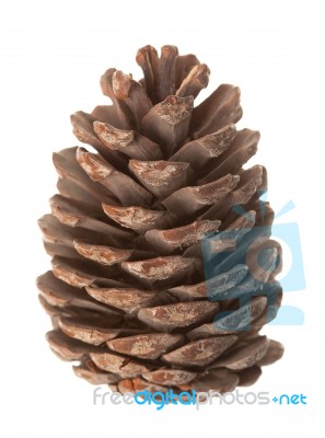 Pine Cone Stock Photo